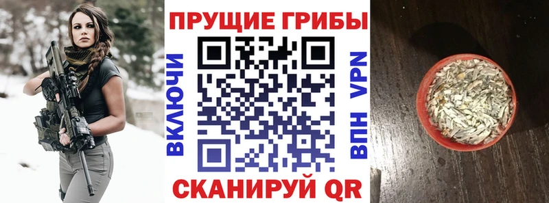 mega зеркало  Кологрив  Галлюциногенные грибы Cubensis 